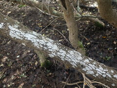 Pertusaria melaleucoides