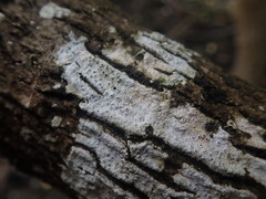 Pertusaria melaleucoides