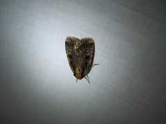 Eueretagrotis sigmoides