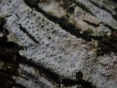 Pertusaria melaleucoides