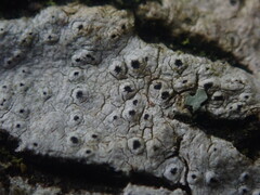 Pertusaria melaleucoides