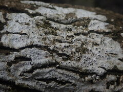 Pertusaria melaleucoides