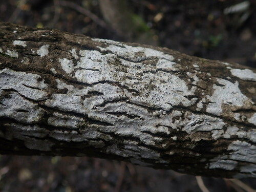 Pertusaria melaleucoides