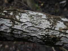 Pertusaria melaleucoides