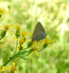 Satyrium californica
