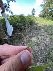 Dichanthelium inflatum