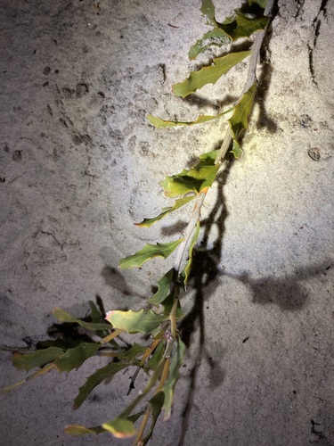 Image of Jacksonia floribunda by (c) Thomas Mesaglio, some rights reserved (CC BY)