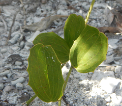 Smilax havanensis