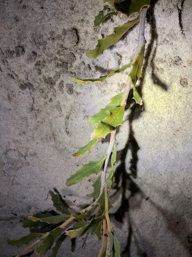 Image of Jacksonia floribunda by (c) Thomas Mesaglio, some rights reserved (CC BY)