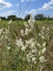 Polygonella americana