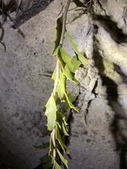 Jacksonia floribunda