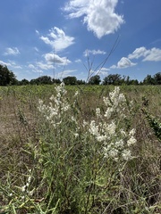 Polygonella americana