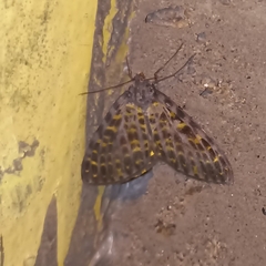 Arichanna flavinigra