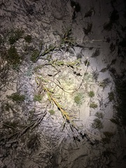 Jacksonia floribunda