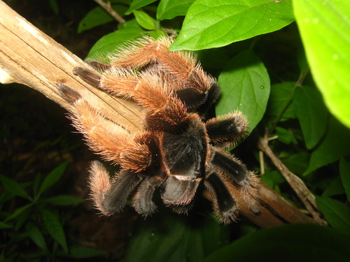 Photo of Mexican Pink Tarantula (Brachypelma klaasi)