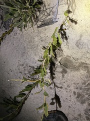 Jacksonia floribunda