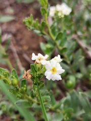 Lithospermum distichum
