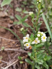 Lithospermum distichum
