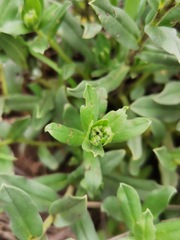 Lithospermum distichum