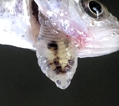 Cymothoida