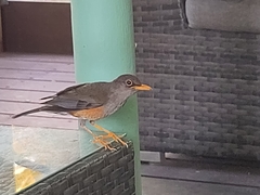 Turdus poliocephalus