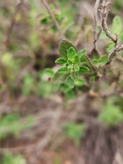 Lithospermum distichum