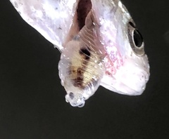 Cymothoida