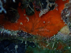 Spirastrella hartmani