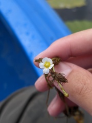 Ranunculus longirostris