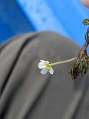 Ranunculus longirostris