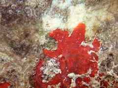 Spirastrella hartmani