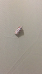 Cyana perornata