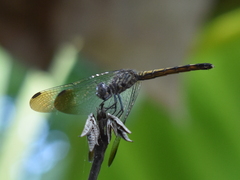 Erythrodiplax berenice