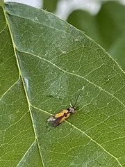 Chrysoclista