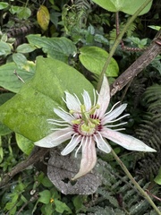 Passiflora cisnana