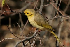 Ptilotula flavescens