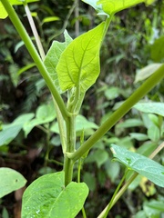 Montanoa quadrangularis