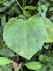 Montanoa quadrangularis