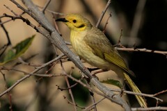 Ptilotula flavescens