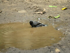 Nigrita canicapillus