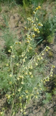 Artemisia macrocephala