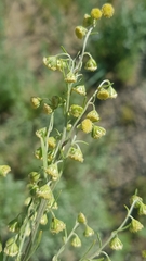 Artemisia macrocephala