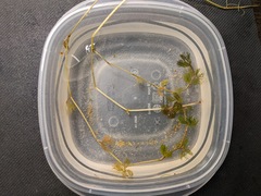 Ranunculus longirostris