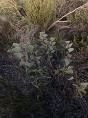 Hakea flabellifolia