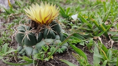 Coryphantha pycnacantha