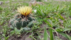 Coryphantha pycnacantha