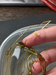 Ranunculus longirostris