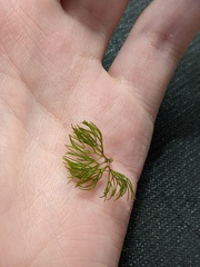 Ranunculus longirostris