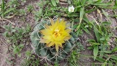 Coryphantha pycnacantha