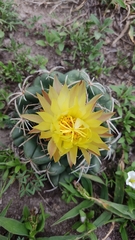 Coryphantha pycnacantha